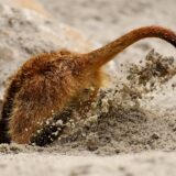 Kop in het zand